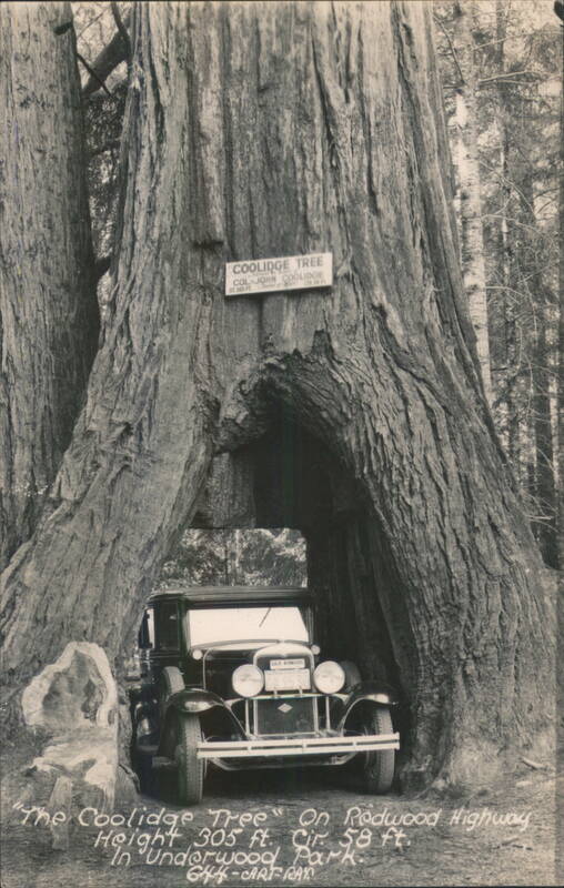 Coolidge Tree, Car Through Redwood, Underwood Park California
