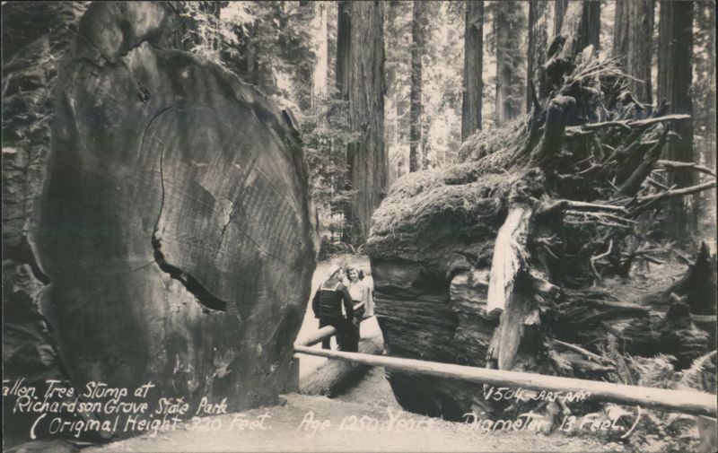 Fallen Tree, Stump at Richardson Grove State Park California