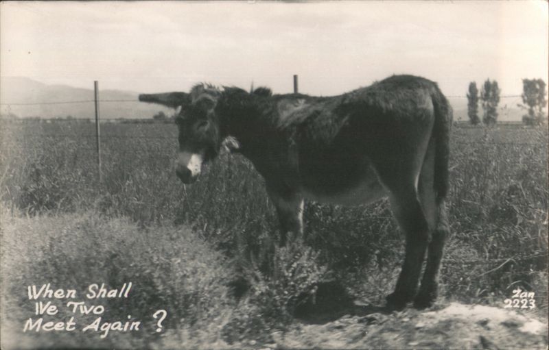 Donkey in Field - When Shall We Two Meet Again? Donkeys