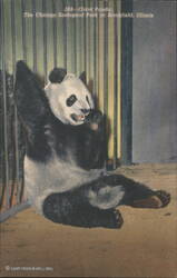 Giant Panda, Chicago Zoological Park, Brookfield, Illinois Postcard