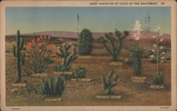 Many Varieties of Cacti of the Southwest Postcard