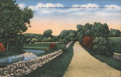 Drive Through Blue Grass Section, Old Kentucky Postcard