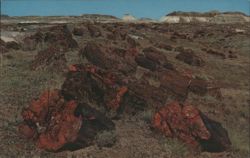 Third Forest, Petrified Logs, Rainbow Forest Postcard