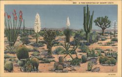 A Few Varieties of Desert Cacti Postcard