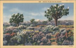 Joshua Palms on the Desert Postcard