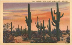SENTINELS OF THE DESERT, GIANT CACTUS (SAHUARO) Postcard