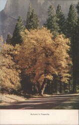 Autumn in Yosemite Postcard