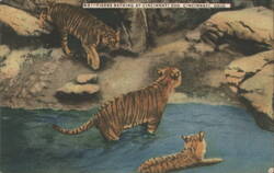 Tigers Bathing at Cincinnati Zoo Postcard