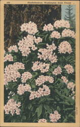 Rhododendron, Washington State Flower Postcard