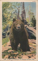 Bear at Attention, Yellowstone National Park Postcard