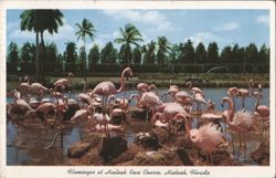 Flamingos at Hialeah Race Course, Florida Postcard