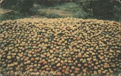 A Harvest of Oranges in Florida Postcard