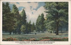 Kaibab National Forest, En Route to North Rim Grand Canyon Postcard