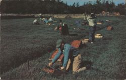 Cranberry Harvest at Edaville Railroad, South Carver Postcard