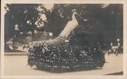 Peacock Float, Flower Covered, Man Inside Postcard