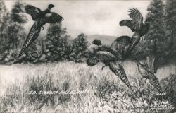 So. Dakota Pheasants Flying & in Field Postcard