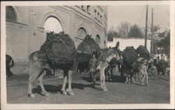 Donkeys Laden with Bundles, Brick Building, Spain Postcard