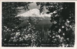 Mt. Shasta in Spring with Foreground Flowers Postcard