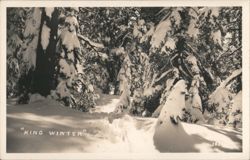 King Winter Snow Covered Trees Winter Landscape Postcard