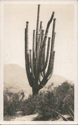 Giant Saguaro Cactus in Desert Landscape Postcard
