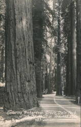 Entering Richardson Grove State Park, Redwood Hwy Postcard