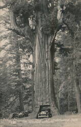 Chandelier Tree with Car, Underwood Park, Redwood Highway Postcard
