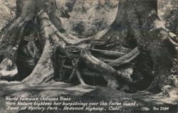 World famous Octopus Trees - Trees of Mystery Park, CA Postcard