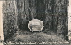 The Cathedral Tree "Shrine of the Redwoods" Trees of Mystery Park Postcard