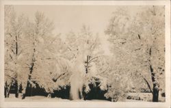 Snow-Covered Trees Winter Landscape Postcard