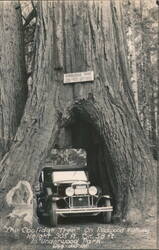 Coolidge Tree, Car Through Redwood, Underwood Park Postcard