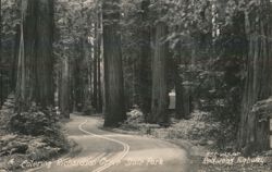 Entering Richardson Grove State Park Redwood Highway Postcard