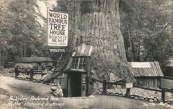 World Famous Tree House, Lilley Redwood Park Postcard