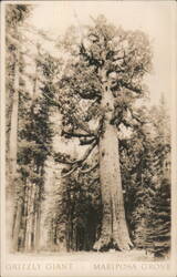 Grizzly Giant - Mariposa Grove Postcard