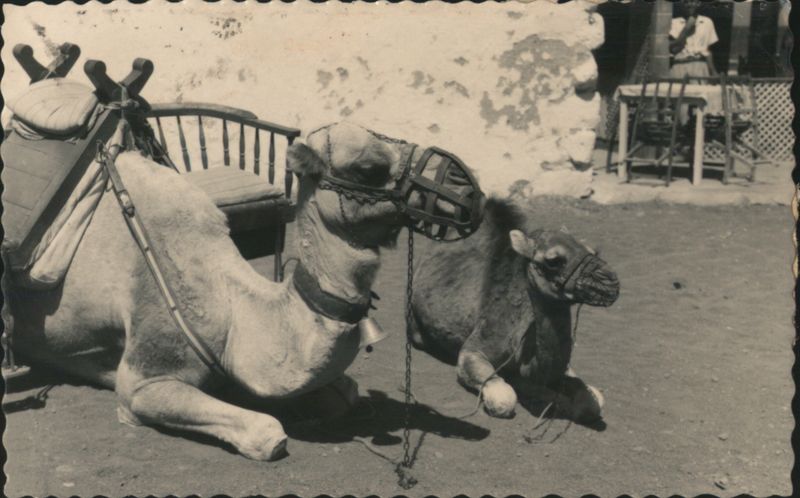 Two Muzzled Camels, One Saddled, Puerto de la Cruz Spain