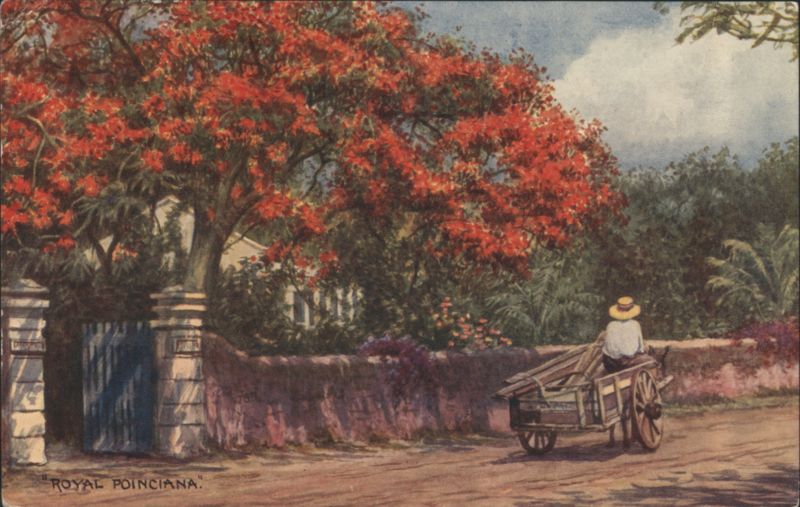 Royal Poinciana Tree, Man with Cart - Nassau, Bahamas