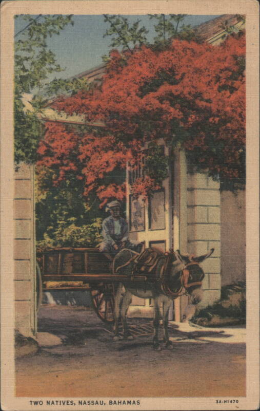 Two Natives, Man on Donkey Cart under Red Tree Nassau Bahamas