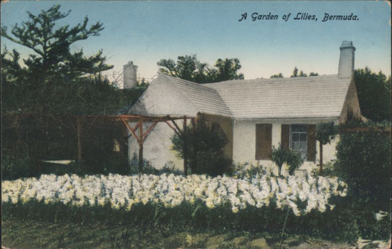 A Garden of Lilies, Bermuda