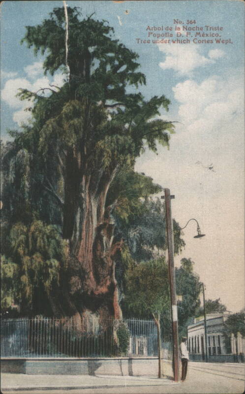 Arbol de la Noche Triste, Popotla, Mexico