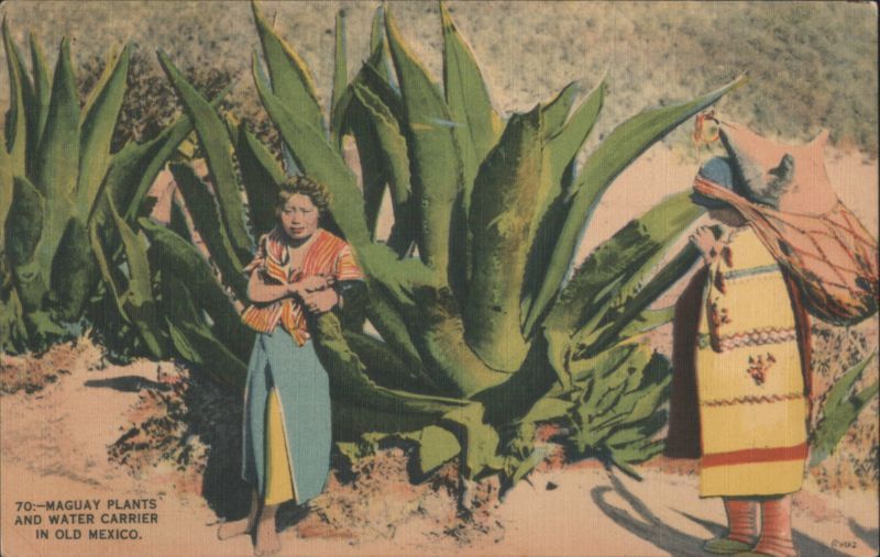 Maguay Plants and Water Carrier, Old Mexico