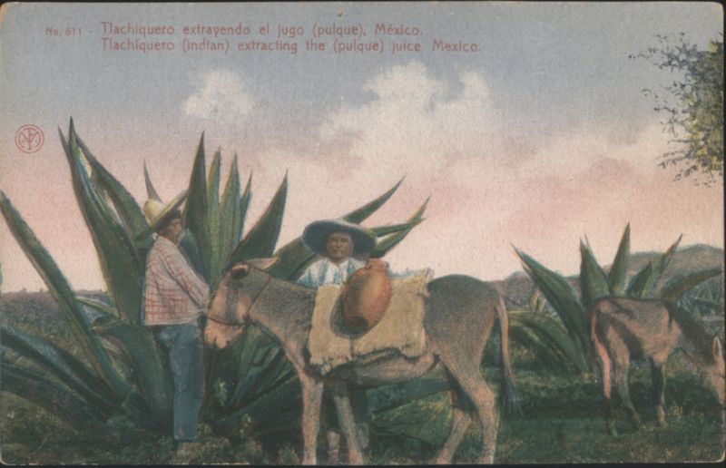 Tlachiquero Extracting Pulque Juice from Agave, Mexico