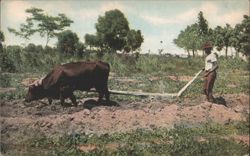 Ox Plowing Field, San Juan, Puerto Rico Postcard