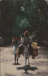 Bamboo Grove, Jamaica: Man on Donkey, Local Transport Postcard
