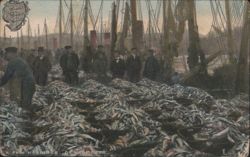 A Few Herrings, Gt. Yarmouth Fish Market Postcard