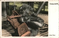 Snoopy Gorilla Holding Box Postcard