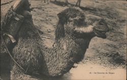 Desert Courier Camel with Pack Postcard