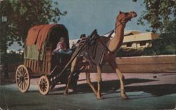 Camel Carriage with Driver, India Postcard