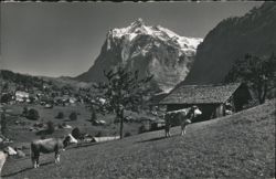 Grindelwald mit Wetterhorn Postcard