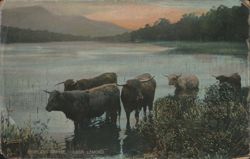 Highland Cattle Loch Lomond Postcard