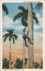 Man Climbing Royal Palm Tree, Cuba Postcard