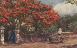Royal Poinciana Tree, Man with Cart - Nassau, Bahamas Postcard